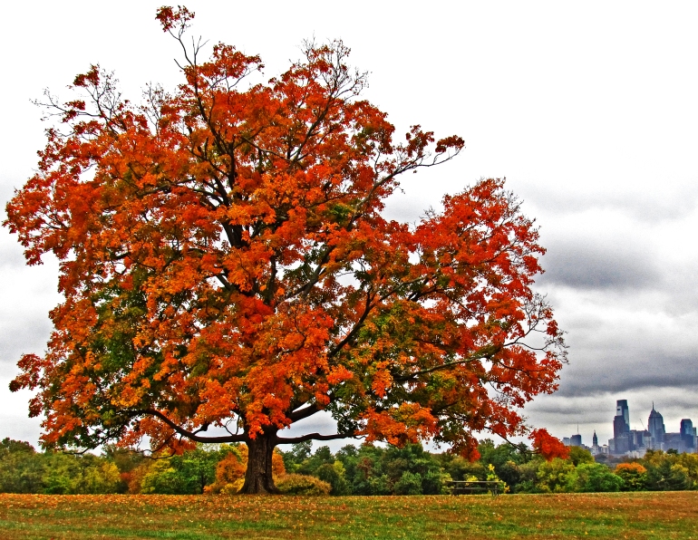 Belmont Plateau Tree In Autumn